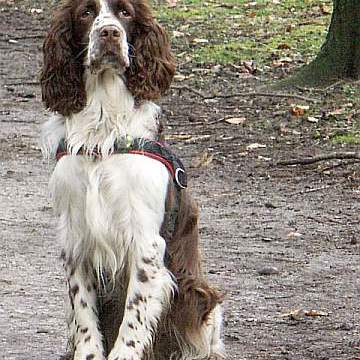 English Springer Spaniel